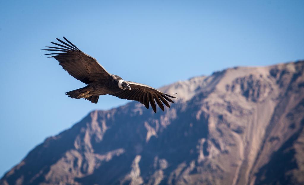 Eco Inn Colca Yanque Εξωτερικό φωτογραφία