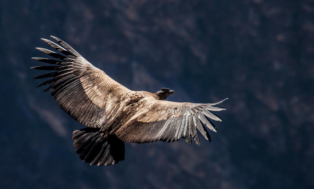 Eco Inn Colca Yanque Εξωτερικό φωτογραφία