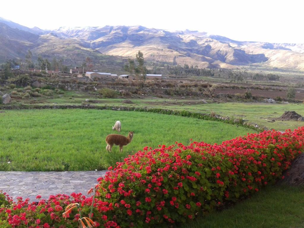 Eco Inn Colca Yanque Εξωτερικό φωτογραφία